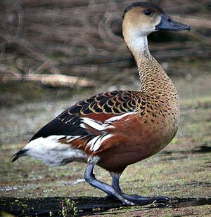 Dendrocygne � lunules