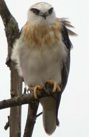 Black-shouldered Kite