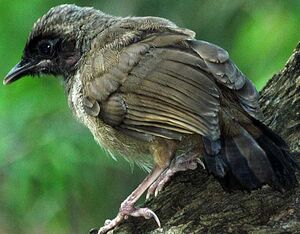 Garrulaxe masqu�
