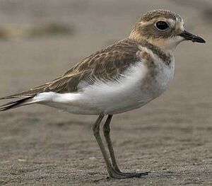 Double-banded Plover