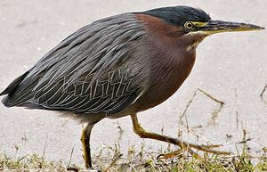 Green Heron 
&copy; Neil Fifer