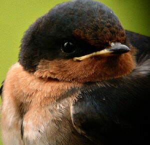 Welcome Swallow