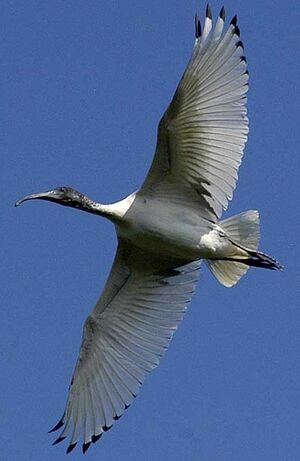 Australian White Ibis