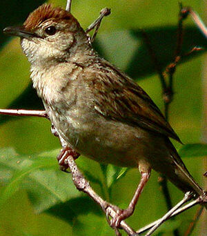 Mégalure fauve