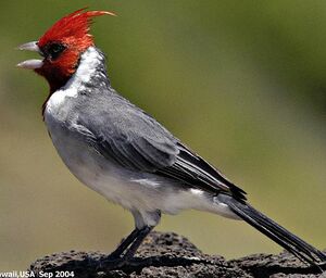 Red-crested Cardinal