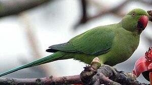 Rose-ringed Parakeet 
&copy; Neil Fifer