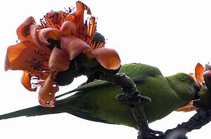 Alexandrine Parakeet