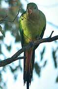 Superb Parrot