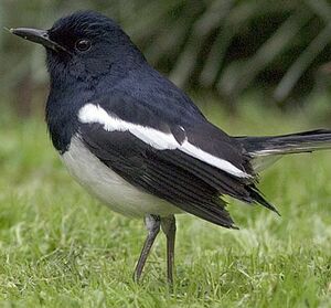 Oriental Magpie-Robin