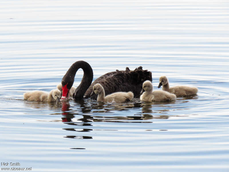 Black Swan, pigmentation, eats
