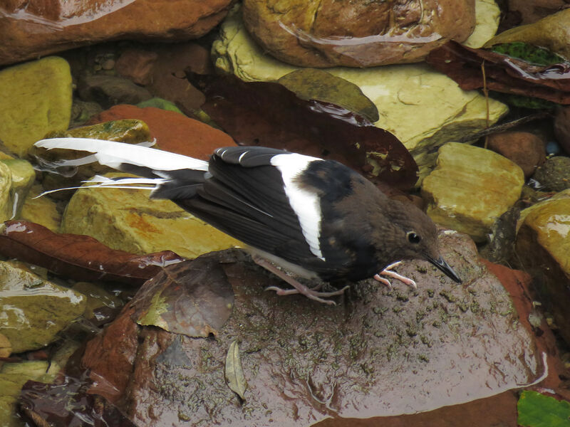 White-crowned Forktailsubadult transition