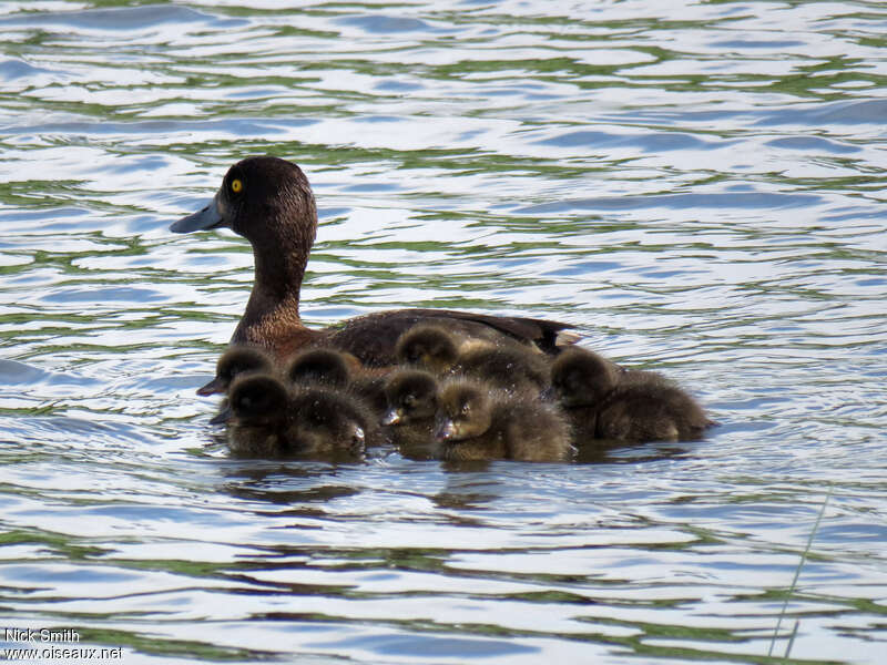 Tufted Duck, Reproduction-nesting