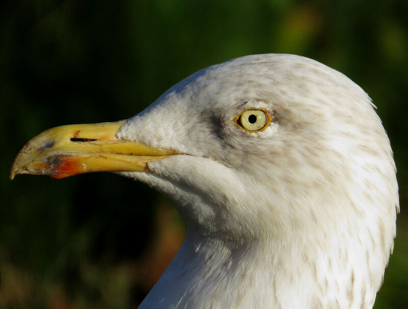 European Herring Gull, close-up portrait