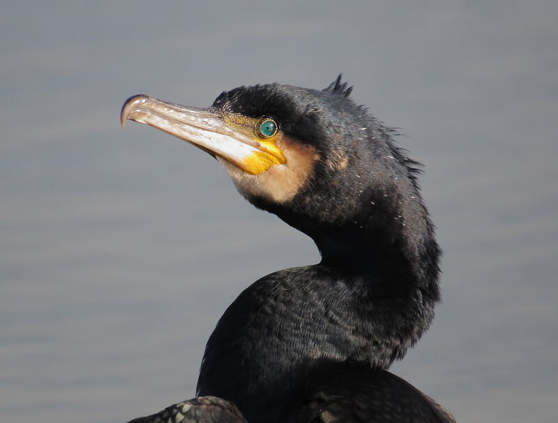 Great Cormorant, close-up portrait