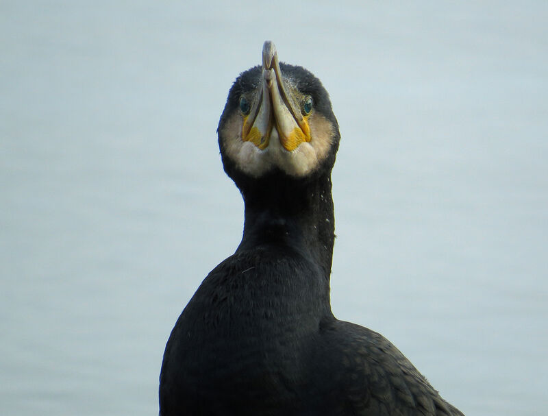 Great Cormorant, close-up portrait