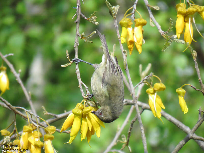 New Zealand Bellbirdjuvenile, eats
