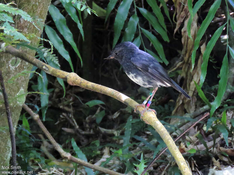 North Island Robin male adult breeding, identification