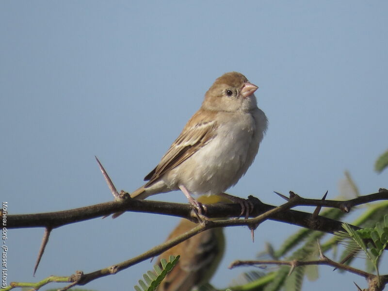 Sudan Golden Sparrow female