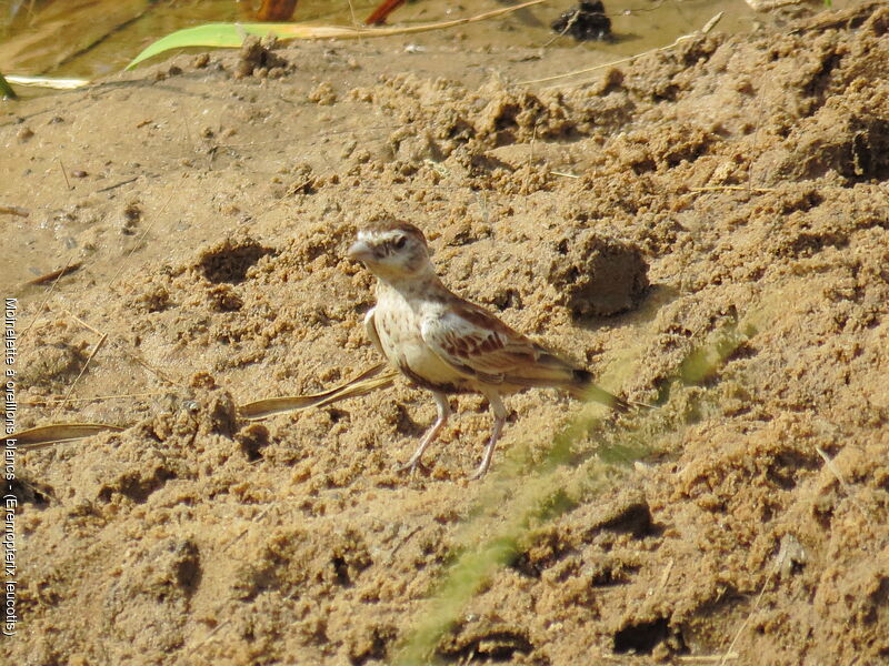 Chestnut-backed Sparrow-Lark female