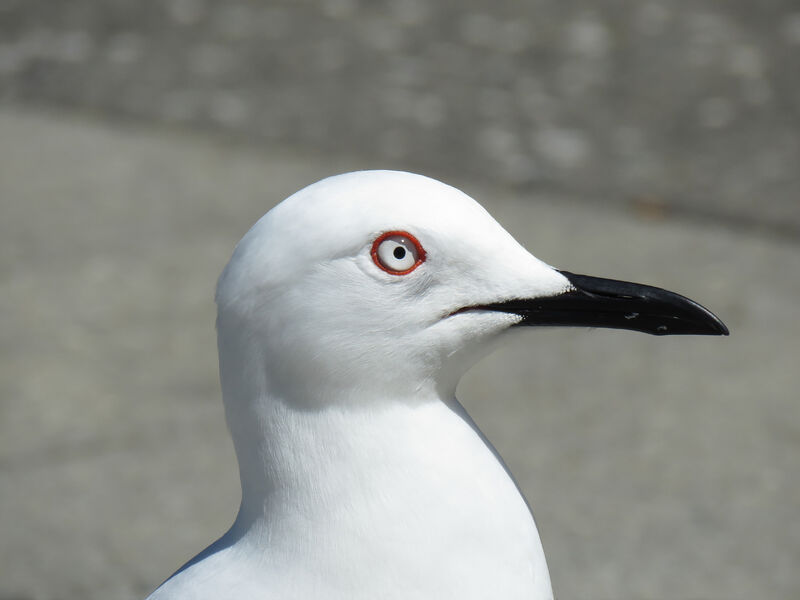 Black-billed Gull, close-up portrait