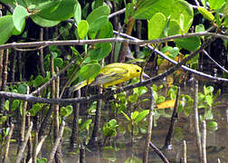 Mangrove Warbler