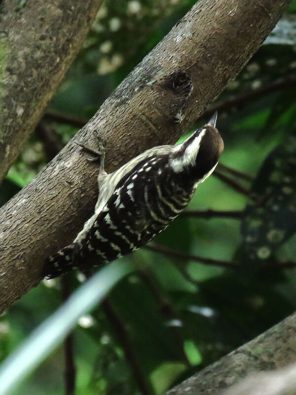 Sunda Pygmy Woodpeckeradult, Behaviour