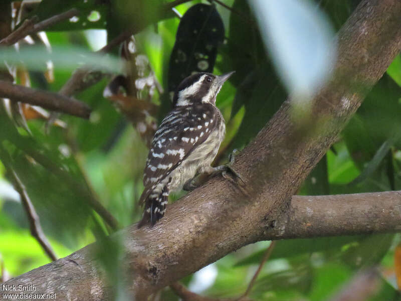 Sunda Pygmy Woodpeckeradult, identification