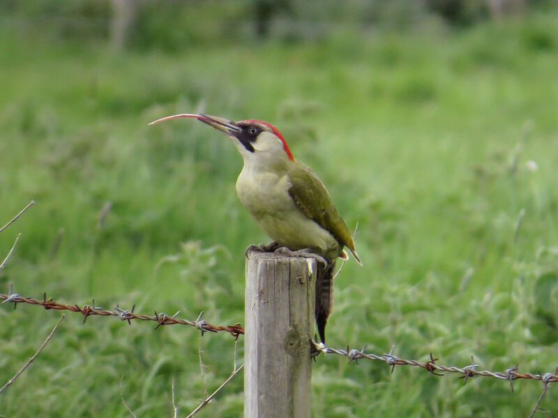 European Green Woodpecker, clues