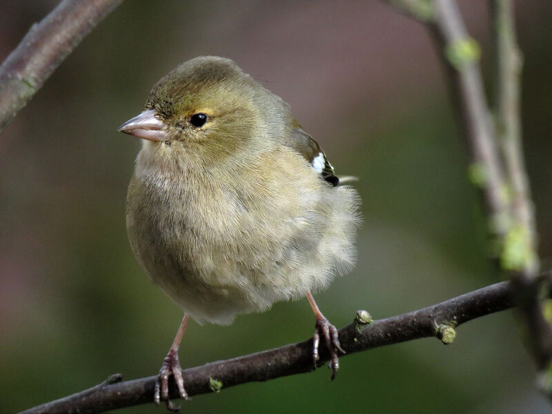 Common Chaffinch female