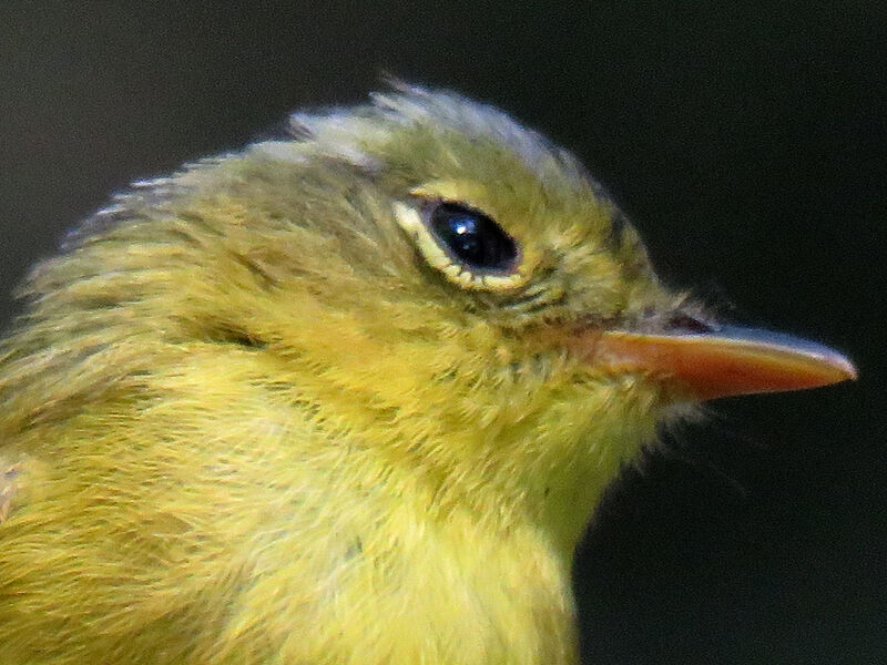 Grey-crowned Warbler, close-up portrait
