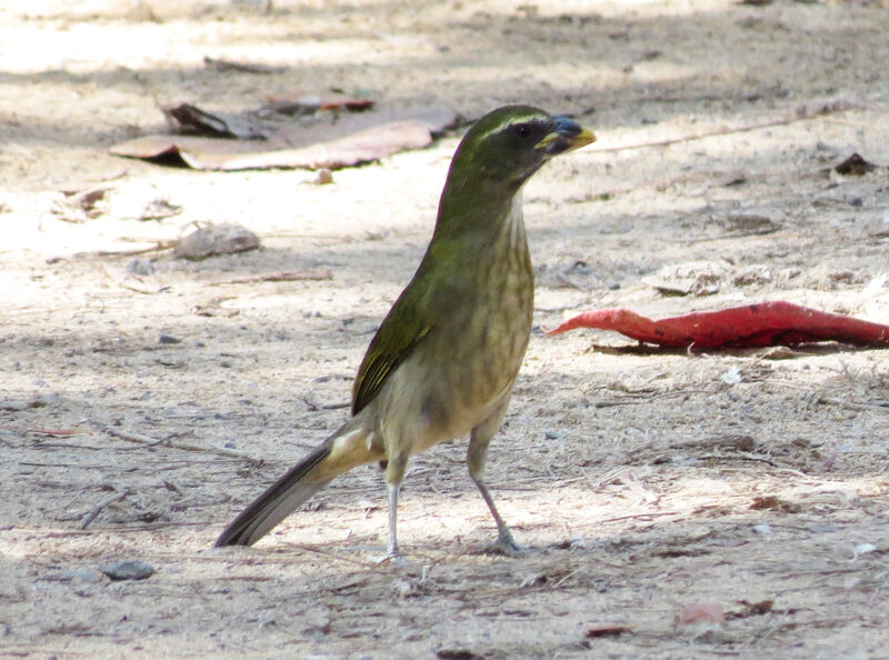 Lesser Antillean Saltator