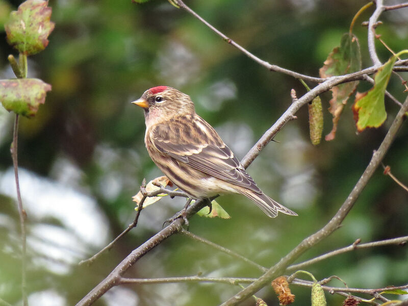 Lesser Redpoll male First year, identification