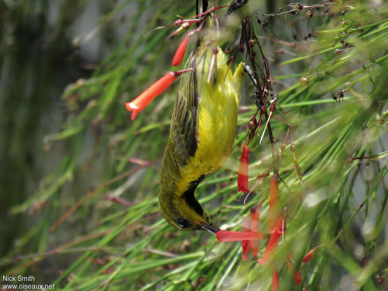 Olive-backed Sunbird male adult post breeding, pigmentation, eats, Behaviour