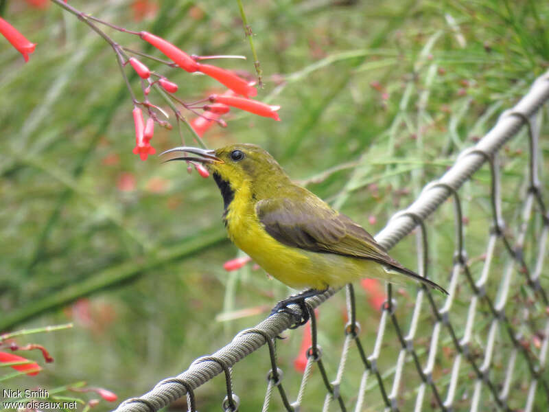 Olive-backed Sunbird male adult post breeding, identification