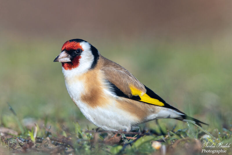 European Goldfinch male adult breeding, identification, aspect, walking