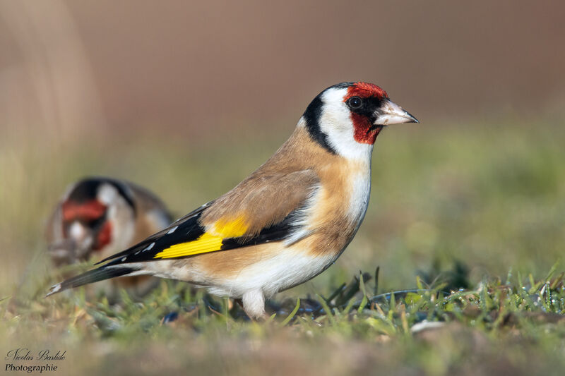 European Goldfinch male adult, identification, aspect
