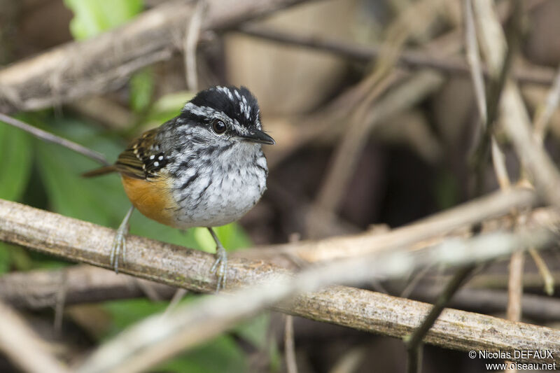 Guianan Warbling Antbird male adult, close-up portrait