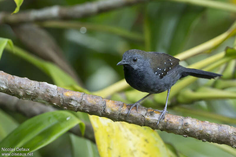 Black-throated Antbird male, identification