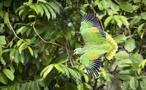 Orange-winged Amazon
