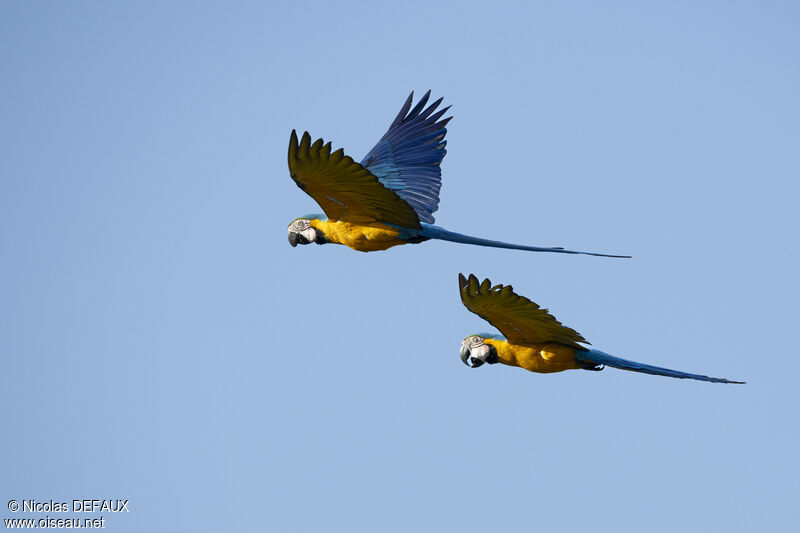 Blue-and-yellow Macaw, Flight