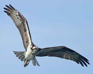 Balbuzard p�cheur 
&copy; Nicolas Defaux