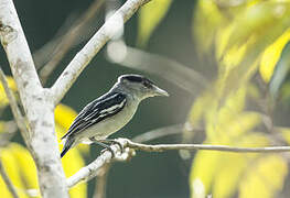 Black-capped Becard
