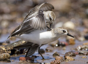Semipalmated Sandpiper 
&copy; Nicolas Defaux