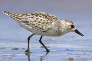 Semipalmated Sandpiper 
&copy; Nicolas Defaux