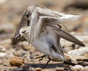 Semipalmated Sandpiper 
&copy; Nicolas Defaux
