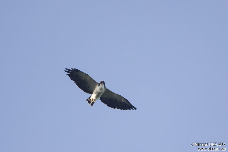 Short-tailed Hawk, Flight