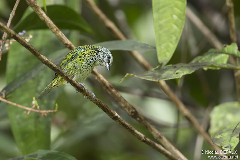 Spotted Tanager