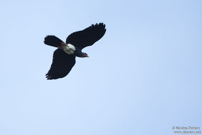 Red-throated Caracara, Flight