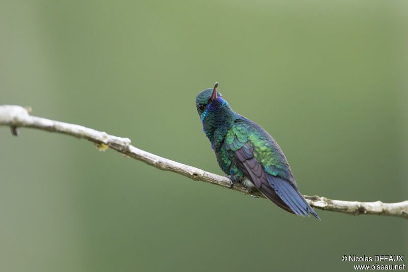Blue-chinned Sapphire male adult, close-up portrait
