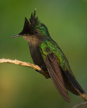 Colibri huppé